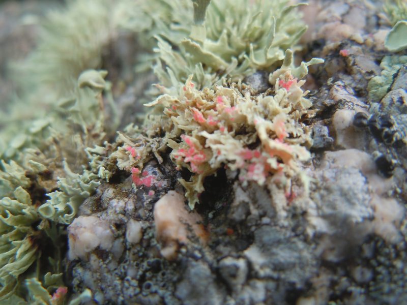 ....Funghi lichenicoli su Ramaline?